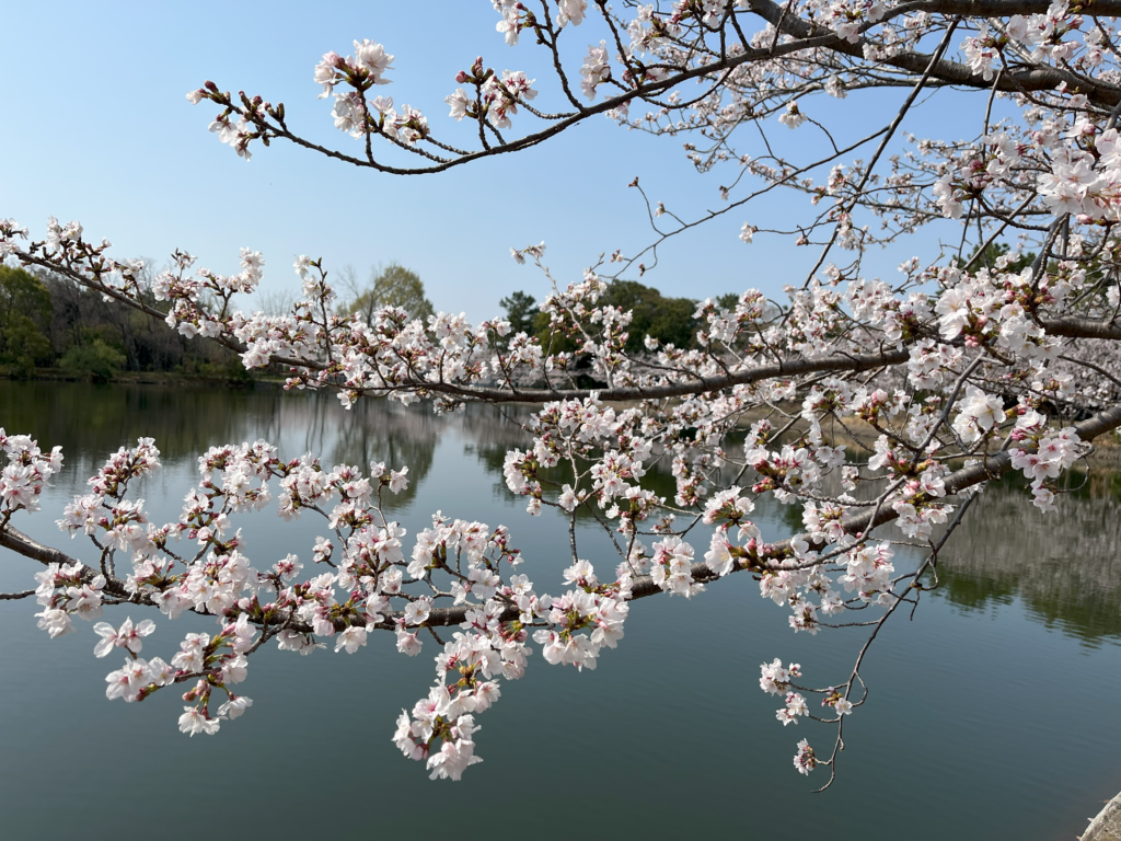 緑地公園の桜